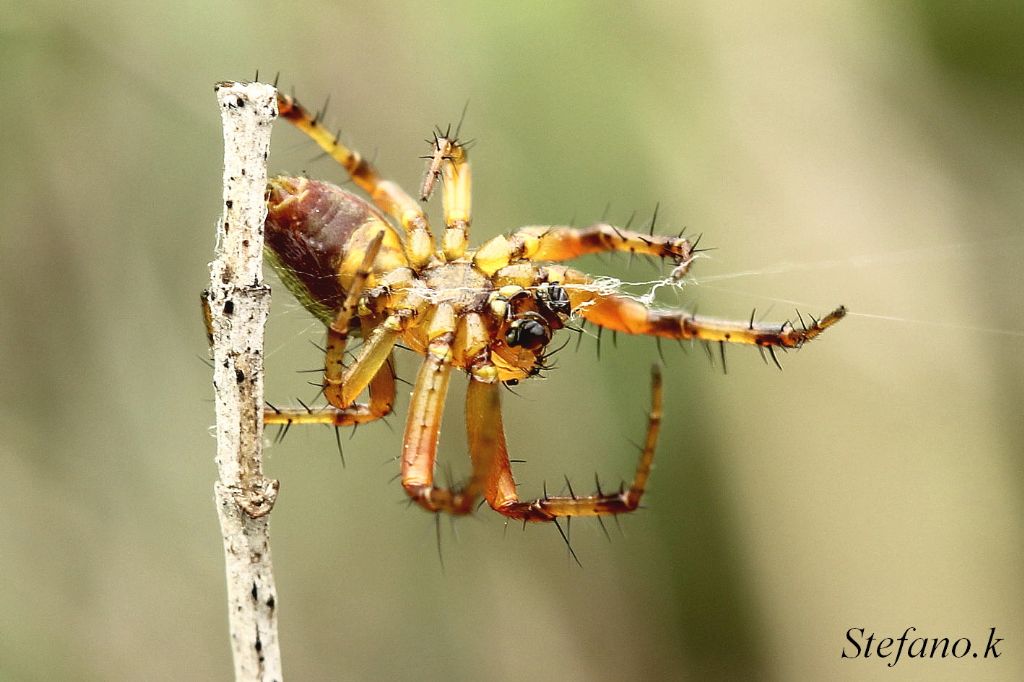 maschio di Araniella sp. - Trieste